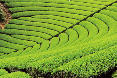 宇治園